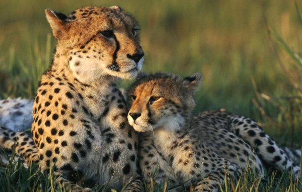 Семья Гепардов