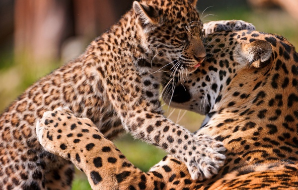 Леопард с котенком