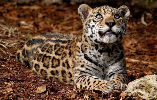 Леопард глядит вверх