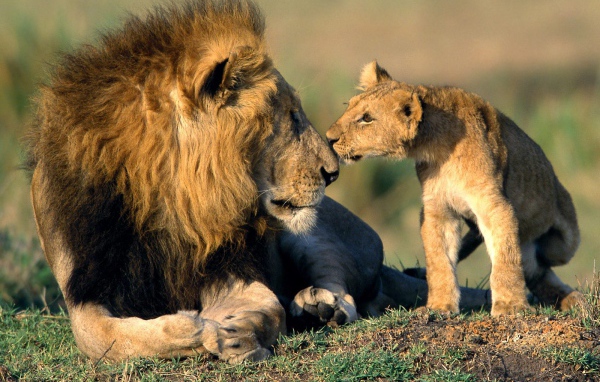 Львенок нюхает своего отца