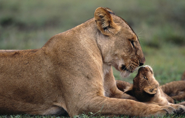 Львица с львенком
