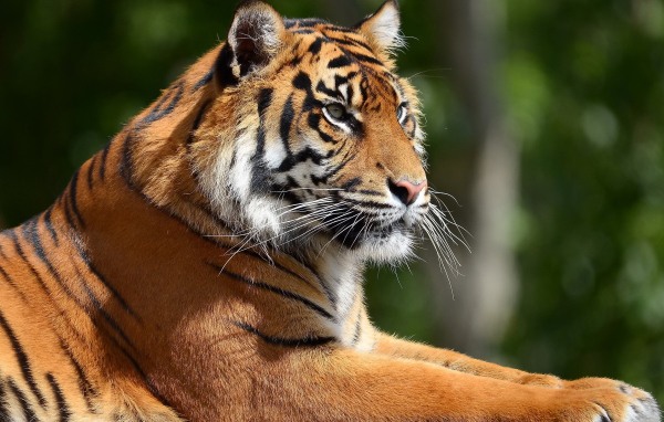 Портрет тигра в профиль