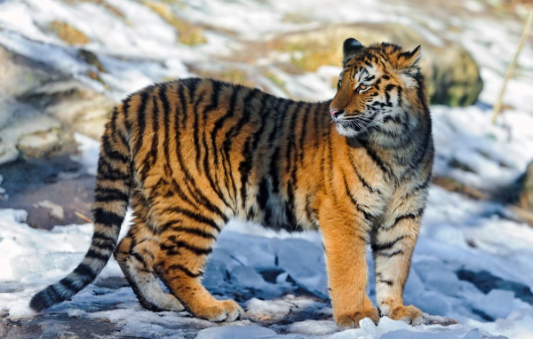 Полосатый тигр на снегу