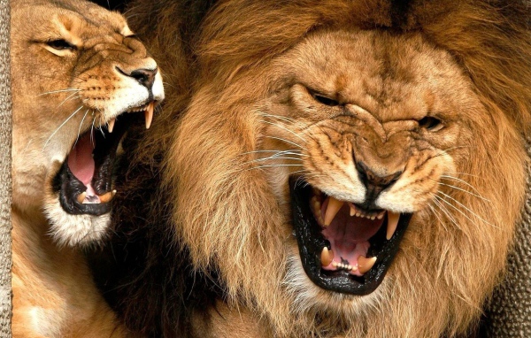 Лев и львица показывают клыки