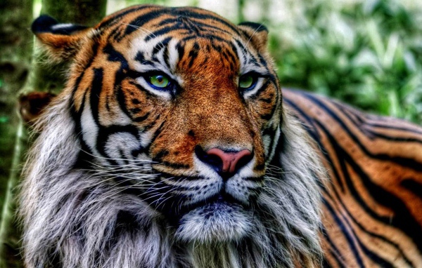 Старый тигр в джунглях