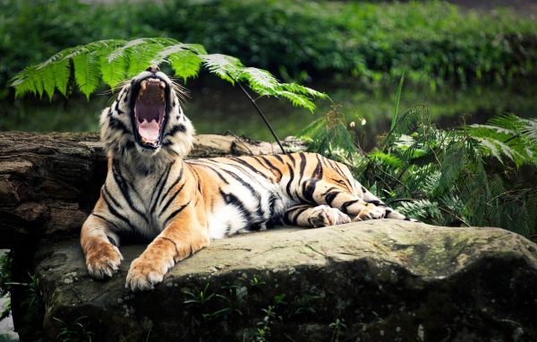 Пасть тигра