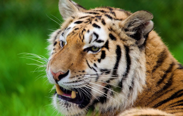 Тигр скалит зубы