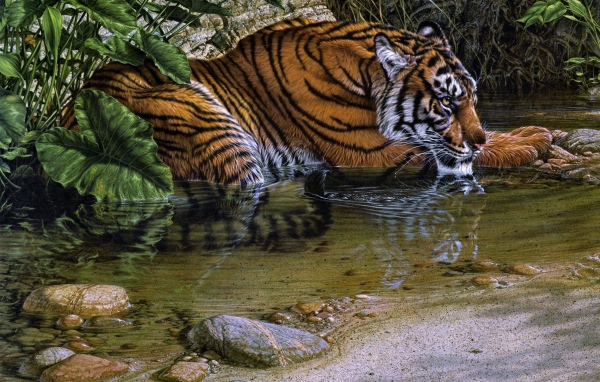 Тигр лежит у воды