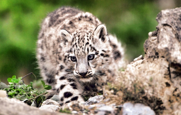 Дикая кошка на охоте