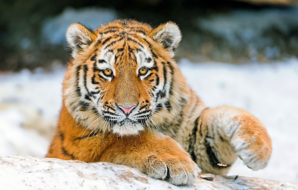 Молодой тигр играет