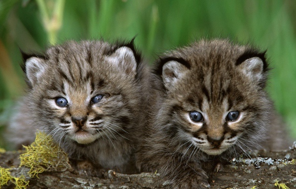 Пара милых котят