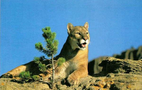 Леопард лежит на горе