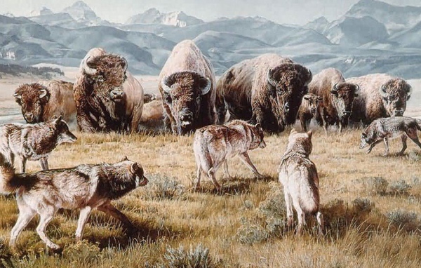 Быки и волки