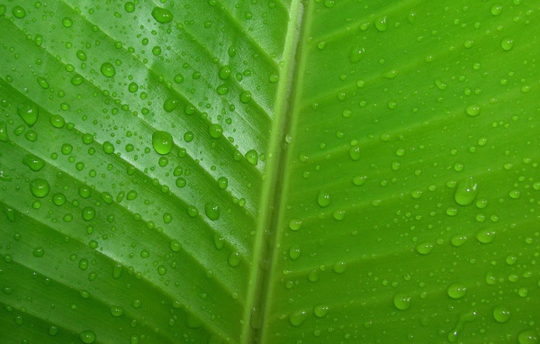 Фон зеленый лист