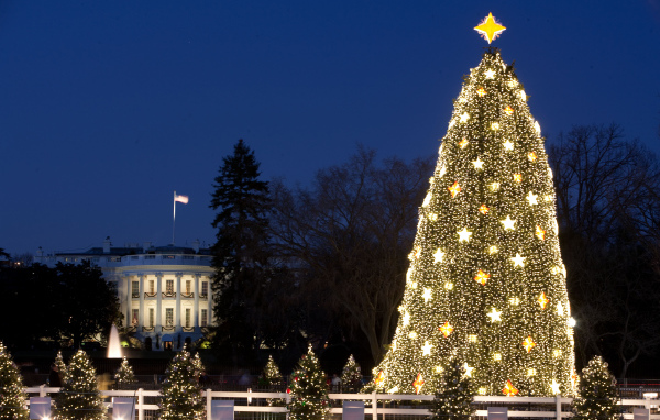 Большая ёлка в городе на рождество