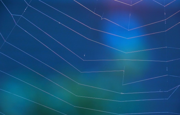 Мировая паутина