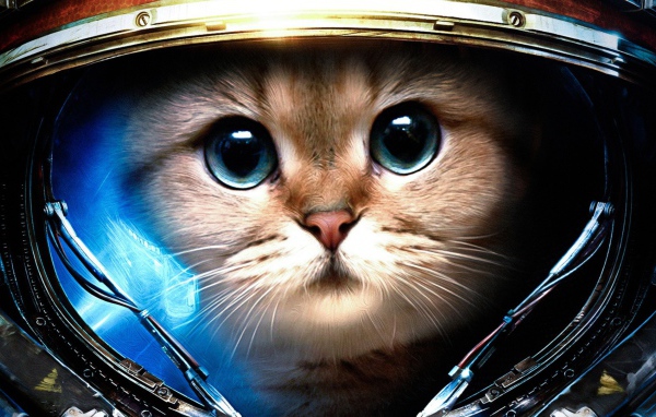 Кот космонавт