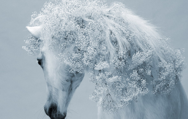 Зимняя лошадь