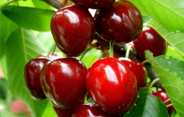 Спелая вишня на ветке