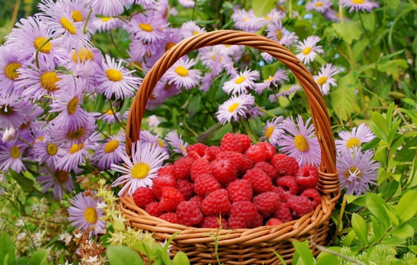 Малина в корзине