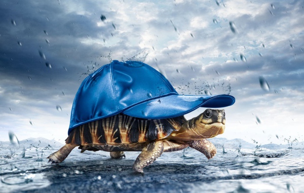 Черепаха в кепке под дождем