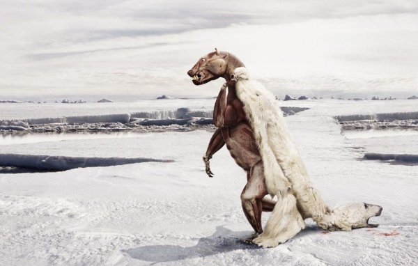 Белому медведю жарко