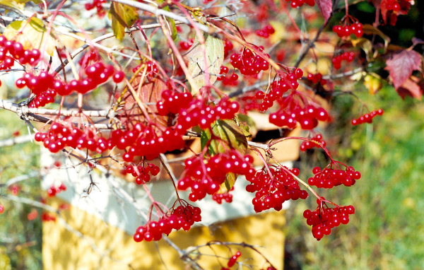  Калина Красная