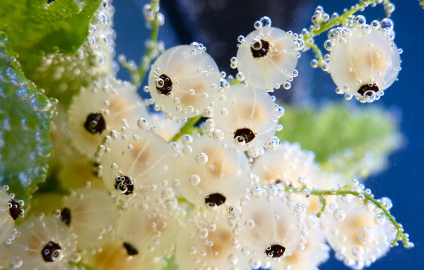 Белая смородина