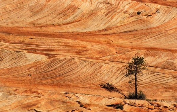 Одинокая сосна в пустыне