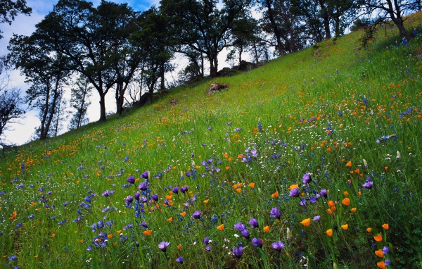 Цветочный склон