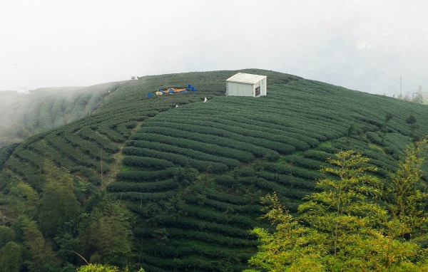 Горные плантации