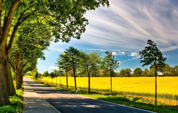 Старые и молодые деревья