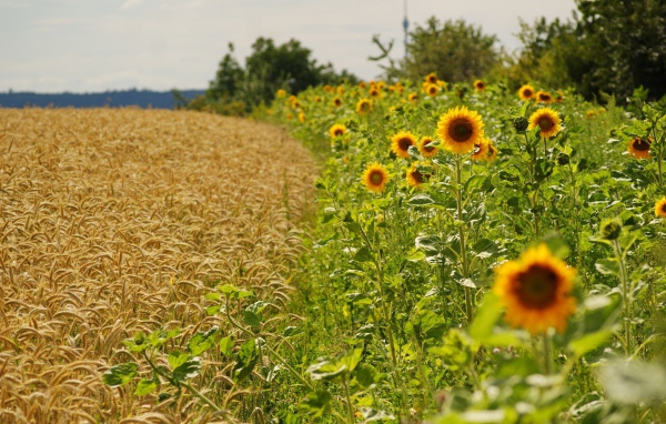 Подсолнечник и пшеница