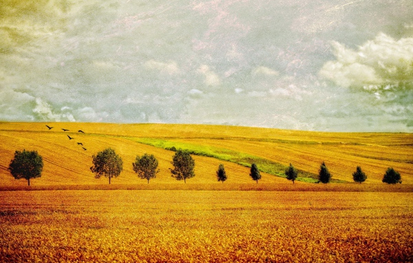 Желтое поле