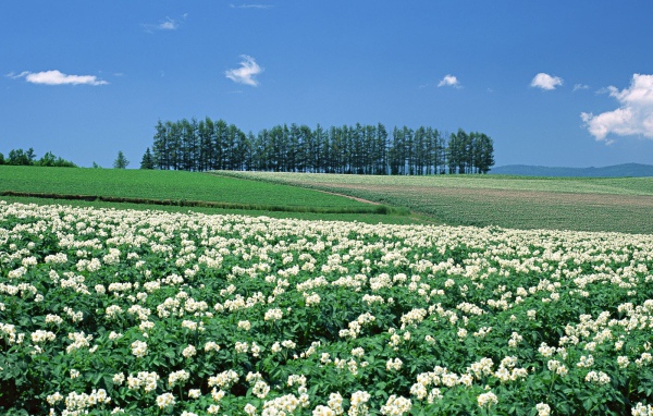 Японские цветущие поля