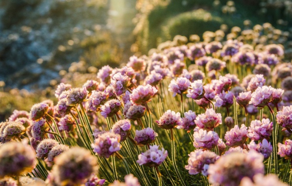 Море цветов