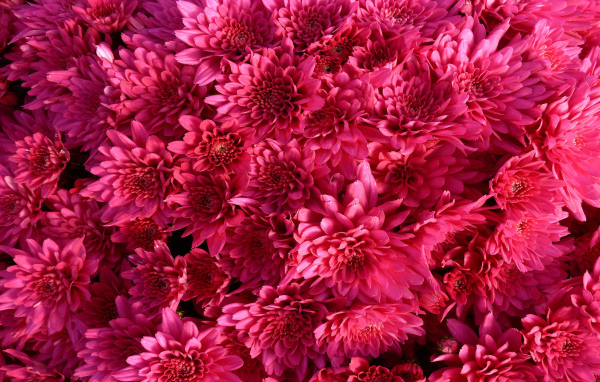 Фон из Хризантем