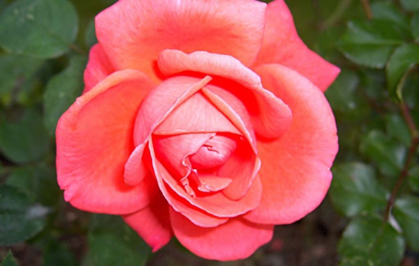 Красивая нежно розовая роза