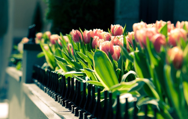 Клумба тюльпанов