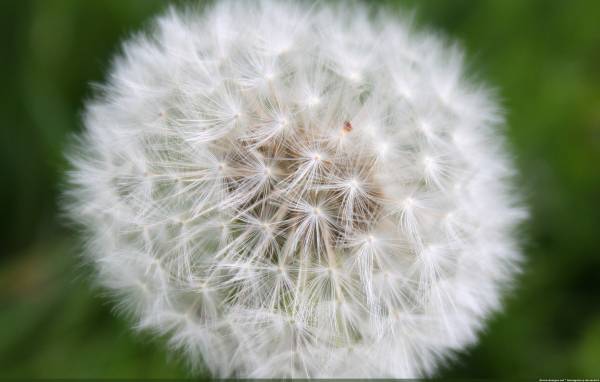 Большой одуванчик