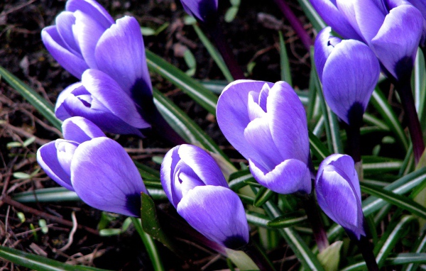 Цветут Крокусы