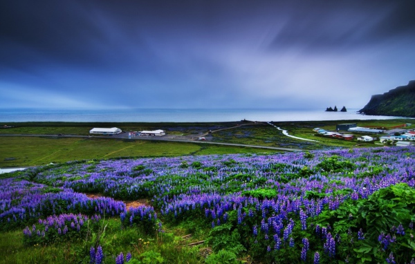 Цветет люпин