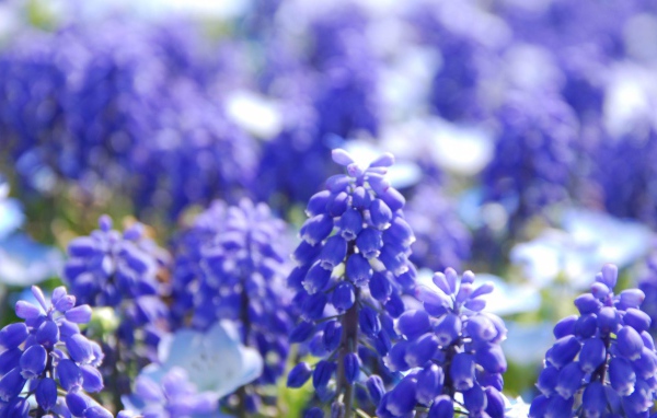 Голубые Гиацинты