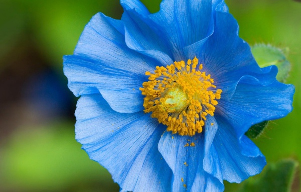 Синий цветок с пыльцой