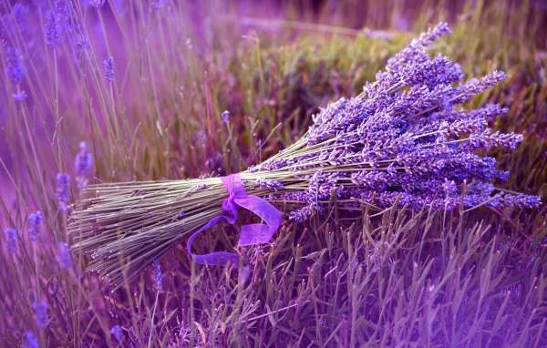 Букет из синих полевых цветов