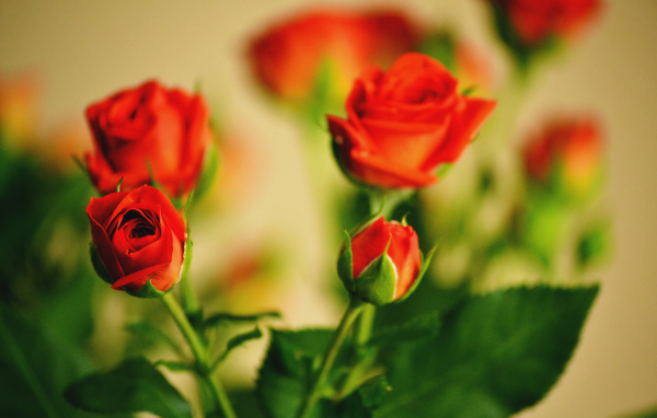 Букет роз с бутоном и листьями