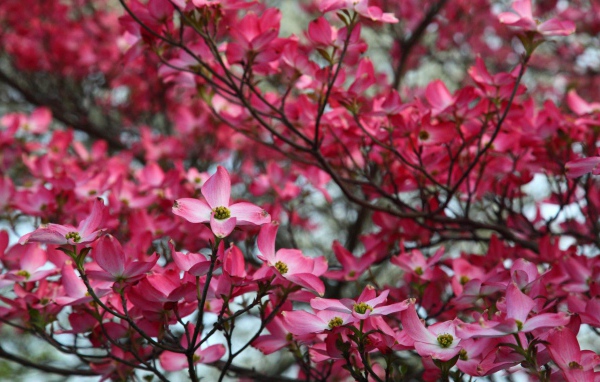 Веточка розовых цветов