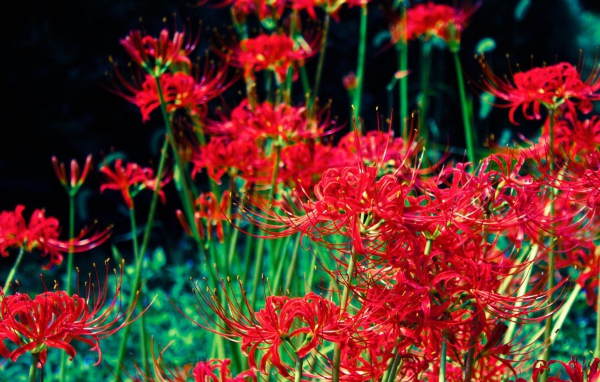 Яркие красные цветы