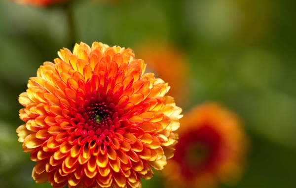 Жгучий цветок