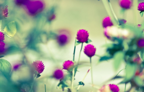 Бабочка на сиреневом цветке